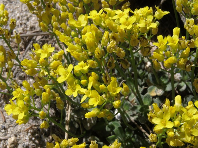 Draba asterophora, photographed by Jim Morefield