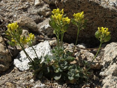 Draba asterophora, photographed by Jim Morefield