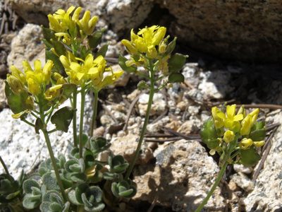 Draba asterophora, photographed by Jim Morefield