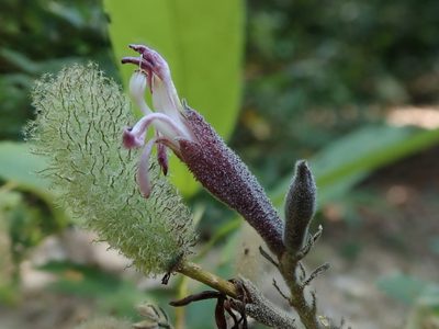 Helicteres hirsuta, photographed by Nolan Exe
