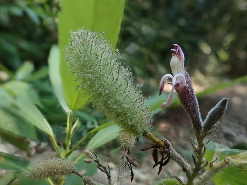 Helicteres hirsuta, photographed by Nolan Exe