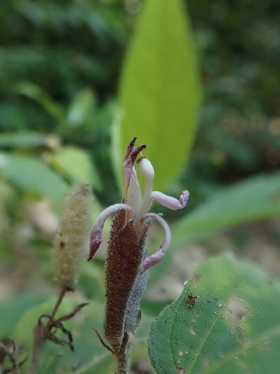 Helicteres hirsuta, photographed by Nolan Exe