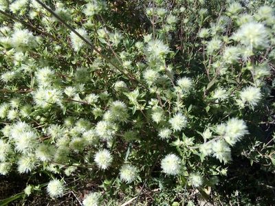 Thymus mastichina, photographed by Ivo Rosa