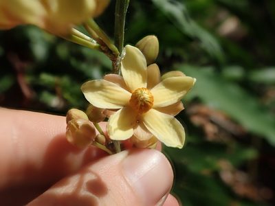 Campylospermum serratum, photographed by Nolan Exe