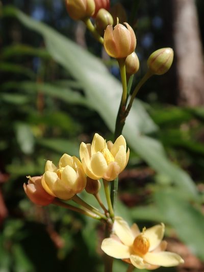 Campylospermum serratum, photographed by Nolan Exe