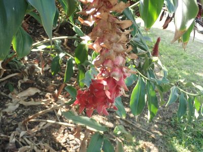 Costus comosus, photographed by Jonathan Eisen