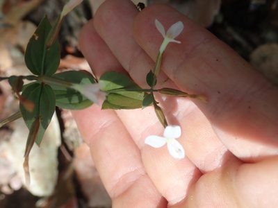 Canscora andrographioides, photographed by Nolan Exe