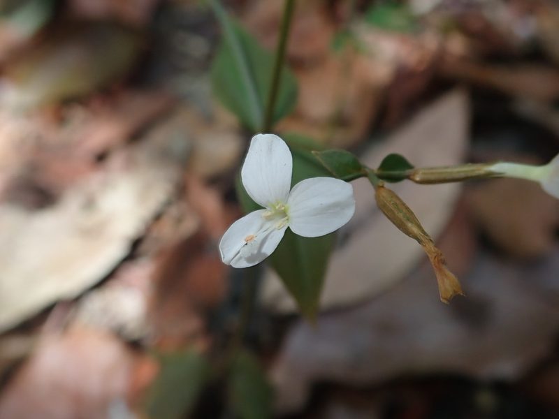 Canscora andrographioides, photographed by Nolan Exe