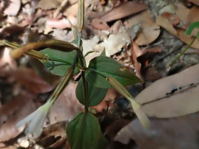 Canscora andrographioides, photographed by Nolan Exe