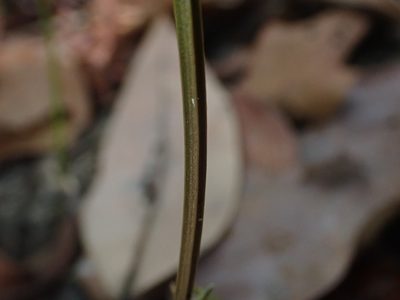 Canscora andrographioides, photographed by Nolan Exe