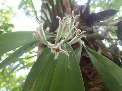 Dendrolirium lasiopetalum, photographed by Nolan Exe