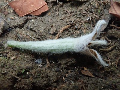 Dendrolirium lasiopetalum, photographed by Nolan Exe
