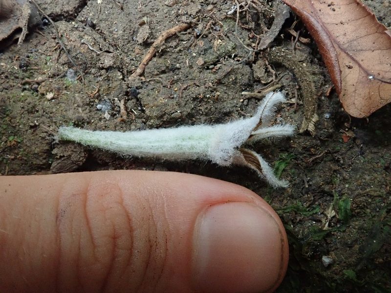 Dendrolirium lasiopetalum, photographed by Nolan Exe