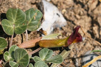 Chesneya ternata, photographed by Вячеслав Юсупов