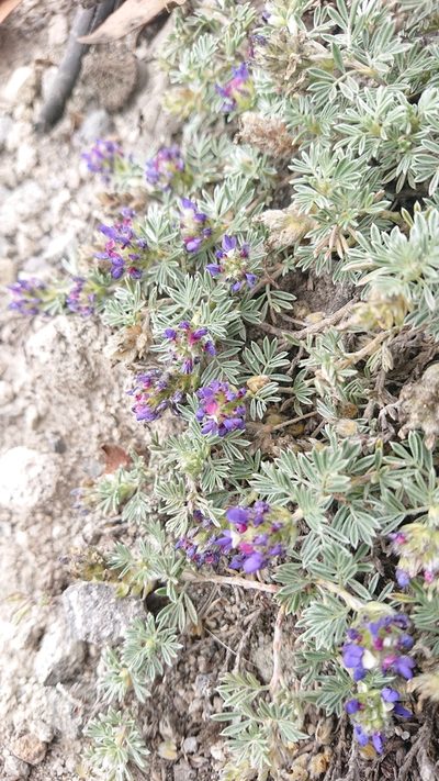 Dalea humifusa, photographed by Diego Inclan