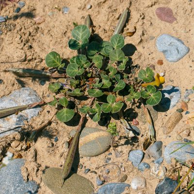 Chesneya ternata, photographed by Вячеслав Юсупов