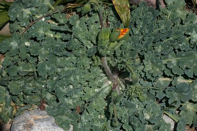 Glaucium elegans, photographed by Вячеслав Юсупов