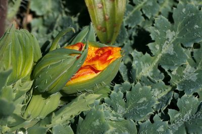 Glaucium elegans, photographed by Вячеслав Юсупов