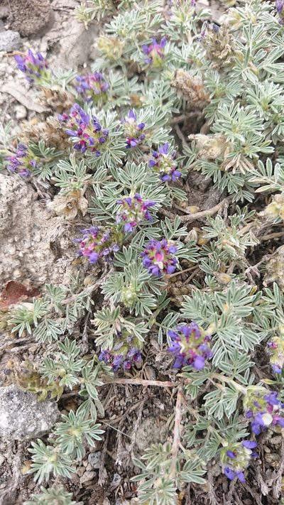 Dalea humifusa, photographed by Diego Inclan