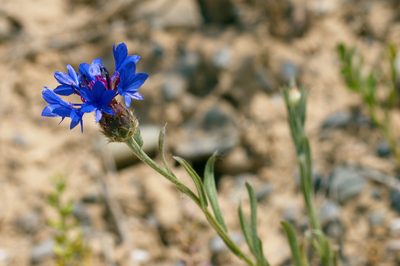 Centaurea depressa, photographed by Вячеслав Юсупов