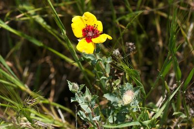 Rosa persica, photographed by Вячеслав Юсупов