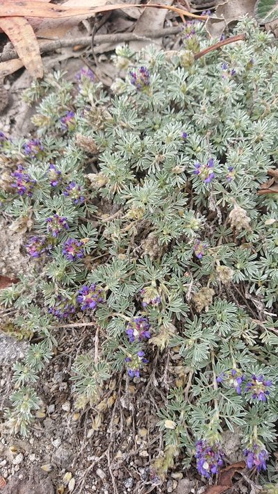 Dalea humifusa, photographed by Diego Inclan