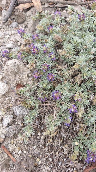 Dalea humifusa, photographed by Diego Inclan