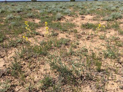 Sisymbrium linifolium, photographed by Cecelia Alexander
