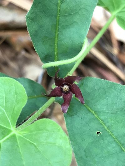 Odontostephana decipiens, photographed by Laura Clark