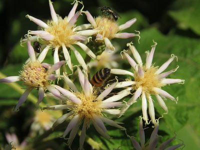Gymnanthemum coloratum, photographed by Gonzalo Roget