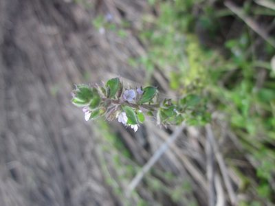 Stachys eremicola, photographed by Eric Knight