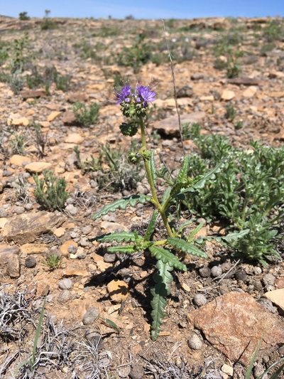 Phacelia corrugata, photographed by Cecelia Alexander