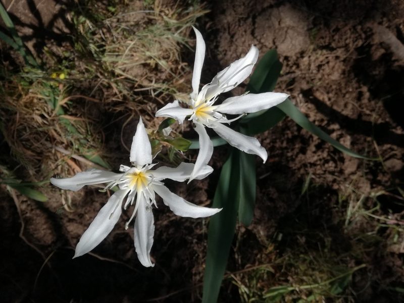 Pancratium illyricum, photographed by Davide Puddu