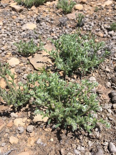 Cryptantha crassisepala, photographed by Cecelia Alexander