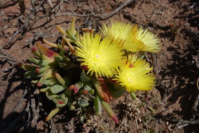 Cheiridopsis rostrata, photographed by Tammy
