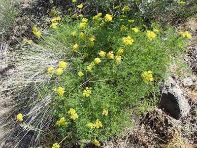 Cymopterus terebinthinus, photographed by Tom Wainwright