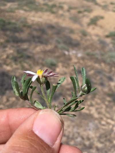 Townsendia annua, photographed by Cecelia Alexander