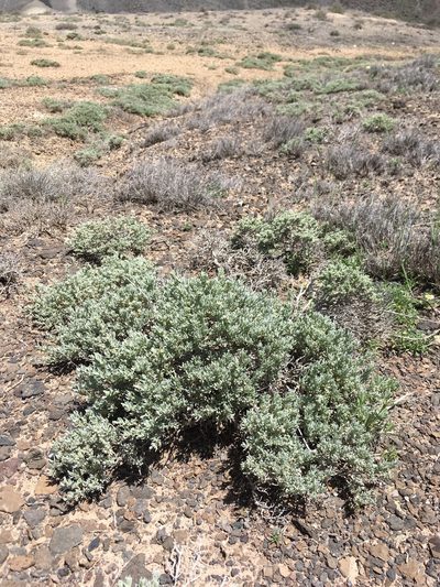 Atriplex corrugata, photographed by Cecelia Alexander