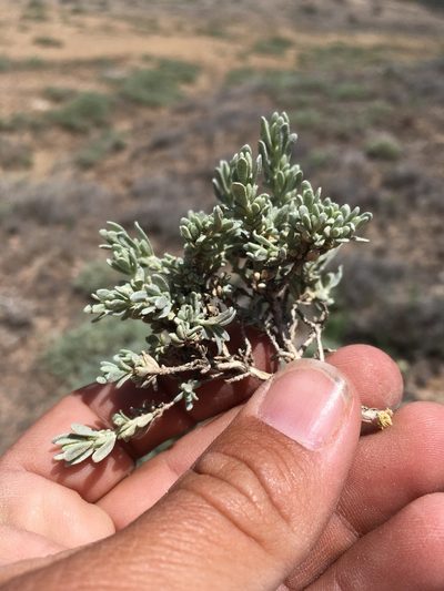 Atriplex corrugata, photographed by Cecelia Alexander