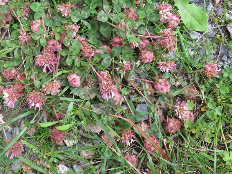 Trifolium physodes, photographed by Ronald Flipphi