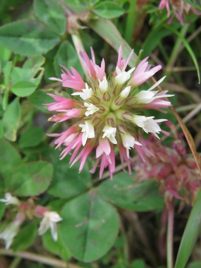 Trifolium physodes, photographed by Ronald Flipphi