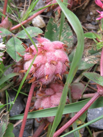 Trifolium physodes, photographed by Ronald Flipphi