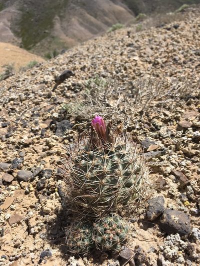 Sclerocactus glaucus, photographed by Cecelia Alexander
