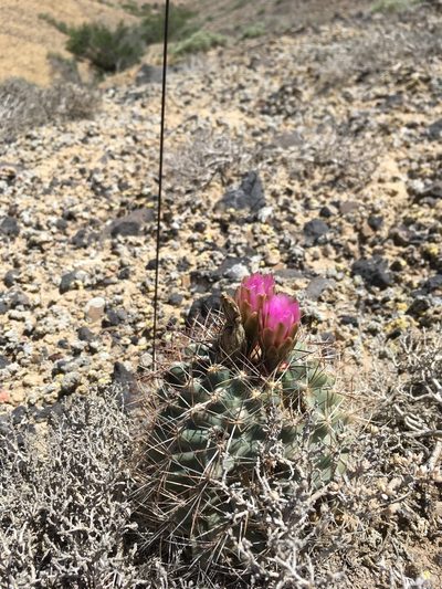 Sclerocactus glaucus, photographed by Cecelia Alexander