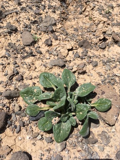 Encelia nutans, photographed by Cecelia Alexander