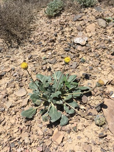 Encelia nutans, photographed by Cecelia Alexander
