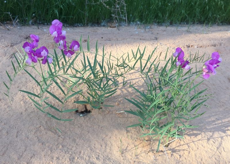 Lathyrus brachycalyx, photographed by Alan Kneidel