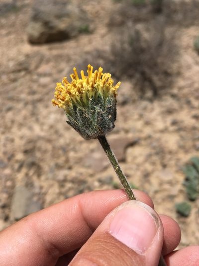 Encelia nutans, photographed by Cecelia Alexander