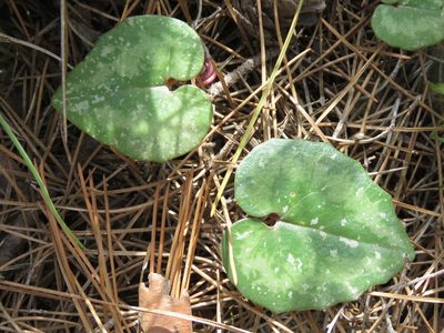 Cyclamen creticum, photographed by Ronald Flipphi