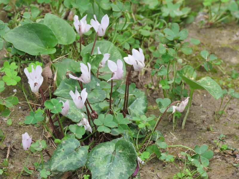 Cyclamen creticum, photographed by Ronald Flipphi